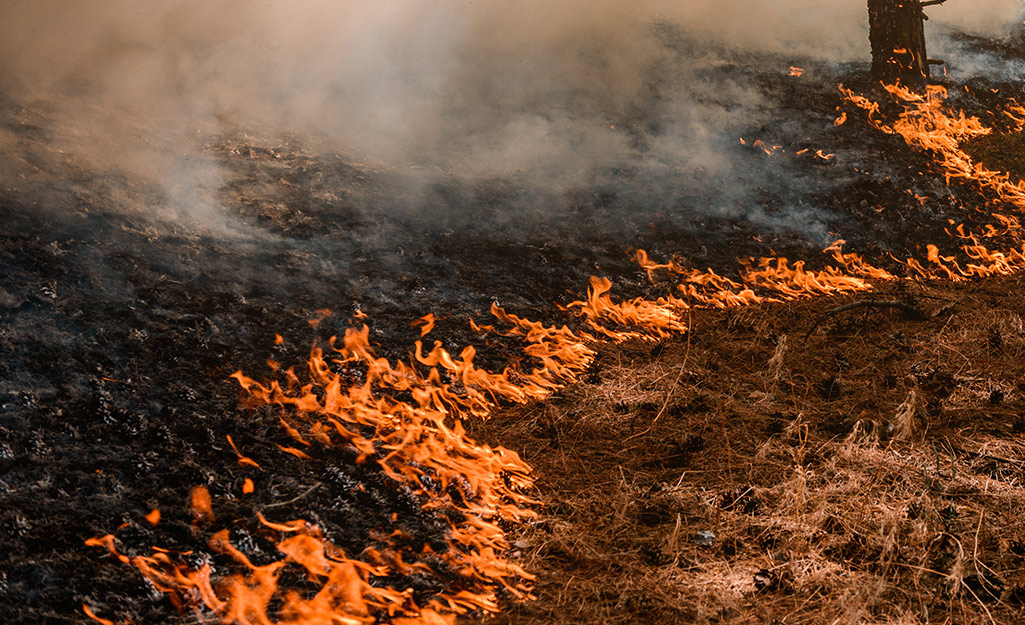 Cómo recuperarse de un incendio forestal The Home Depot