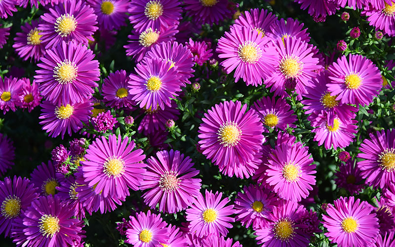 Heat Tolerant Flowers to Grow in Your Garden - The Home Depot