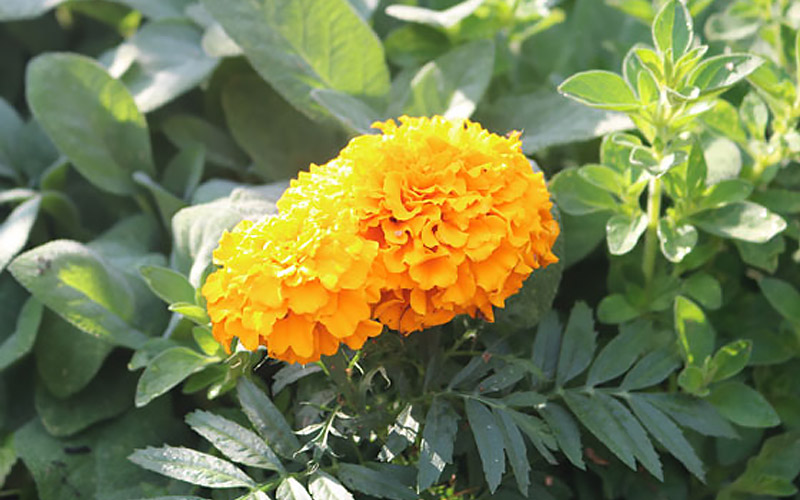 Heat Tolerant Flowers to Grow in Your Garden - The Home Depot