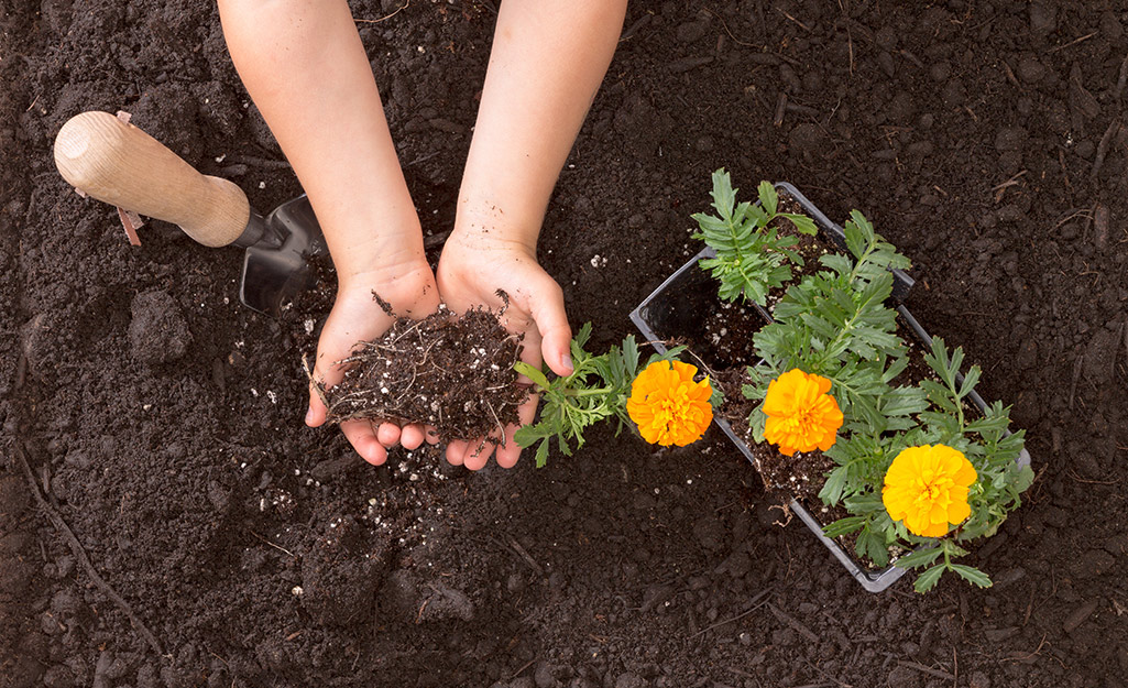 A person holds soil in their hand.