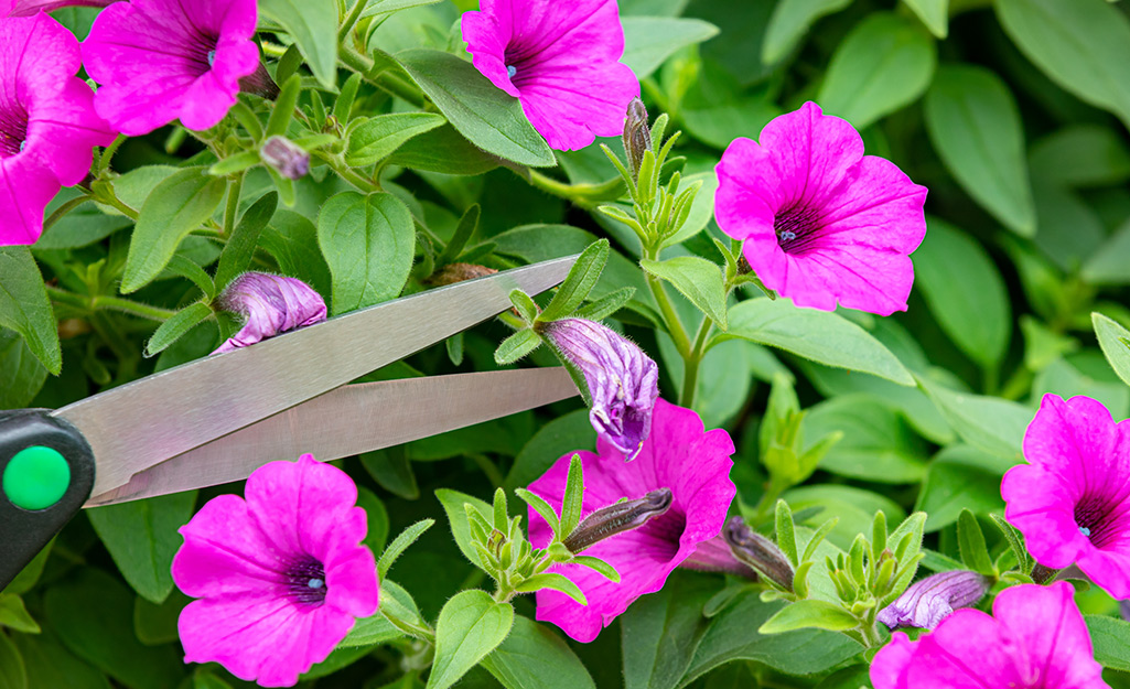 A bed of petunias in a garden.