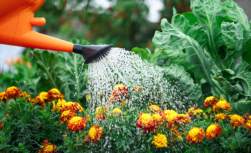 A person waters a flower bed.