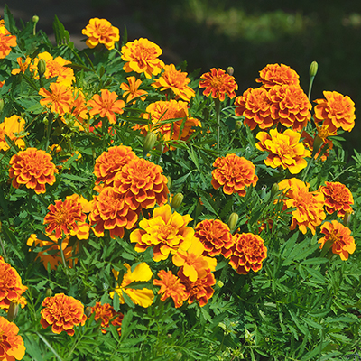 10-Minute Ideas to Get the Most Out of Your Annuals