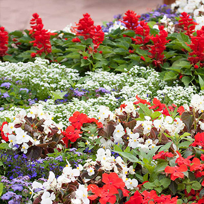 10-Minute Ideas to Get the Most Out of Your Annuals