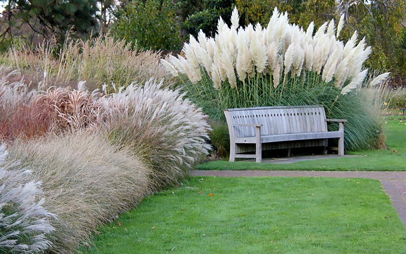 Plant Movement with Ornamental Grasses Plant Movement with Ornamental Grasses