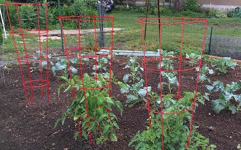 Frame Your Tomatoes Frame Your Tomatoes