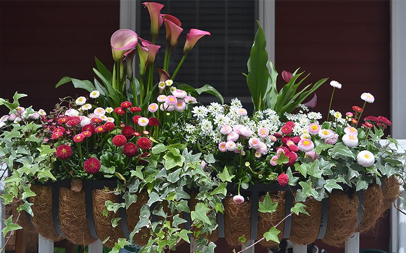 Hello Spring, Hello Windowboxes Hello Spring, Hello Windowboxes