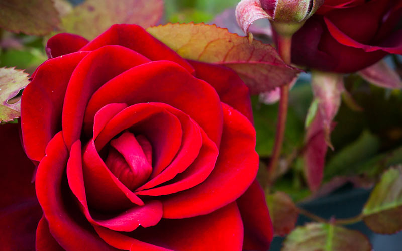 Roses = Rewards Roses = Rewards