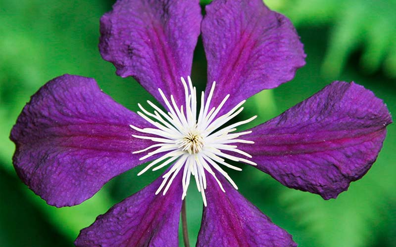 Colorful Clematis Colorful Clematis