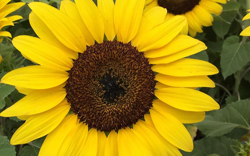 Plant a Season of Sunshine Plant a Season of Sunshine