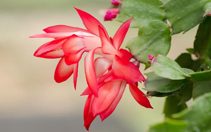 3 Festive Houseplants that Are Not Poinsettias - The Home ...