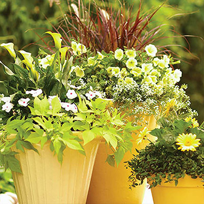 Best Planters for Your Gardening Needs