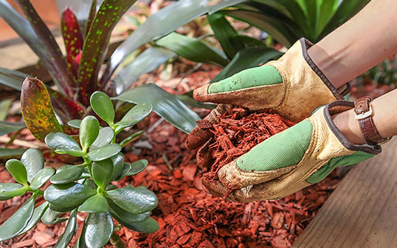 4 of the Best Mulches for South Florida The Home Depot