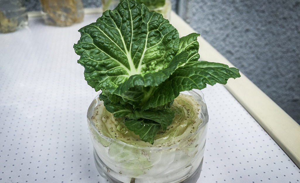 Lettuce grows in a cup.