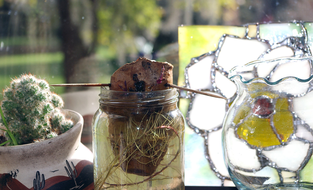 A potato grows in a cup of water.