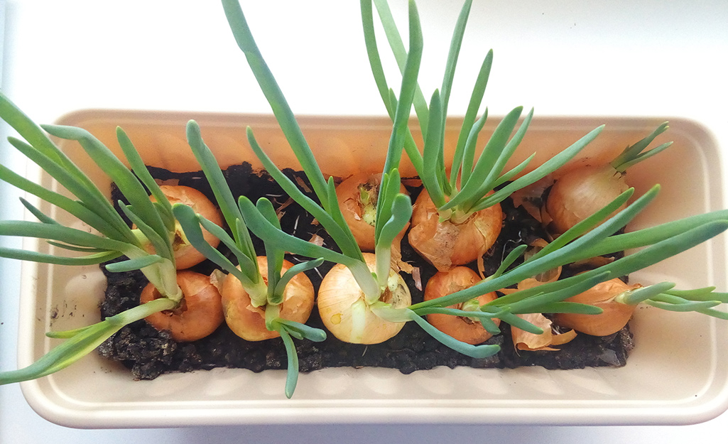 Green onions grow in a container.