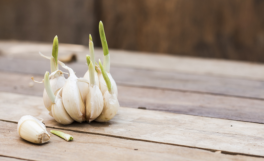 Garlic cloves with sprouts sit on a board.