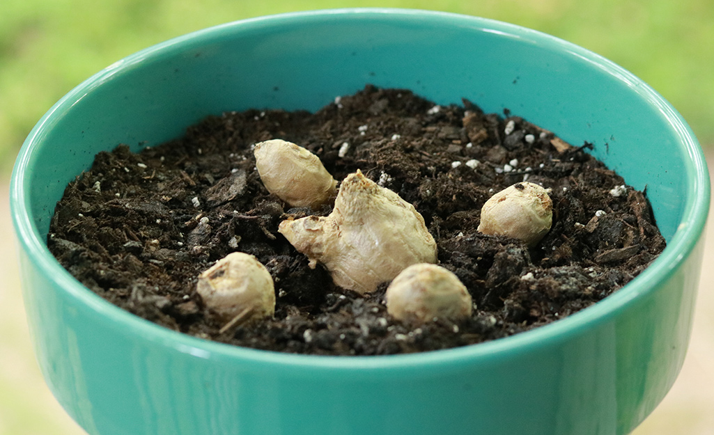 Ginger root grows in a pot of garden soil.