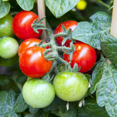 How to Stake Tomatoes