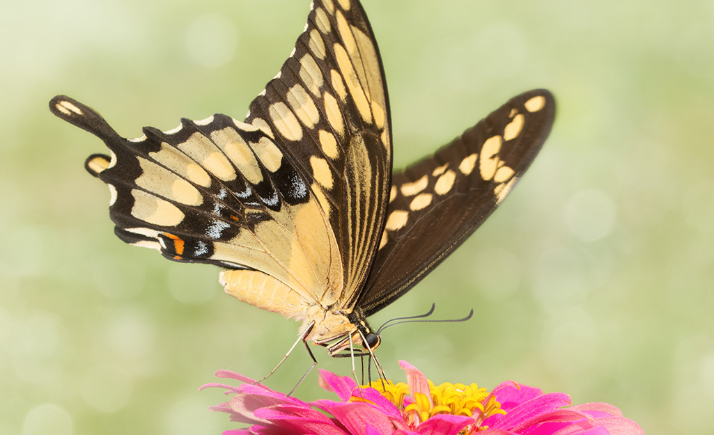 A yellow swallowtail butterfly stands on a pink zinnia.