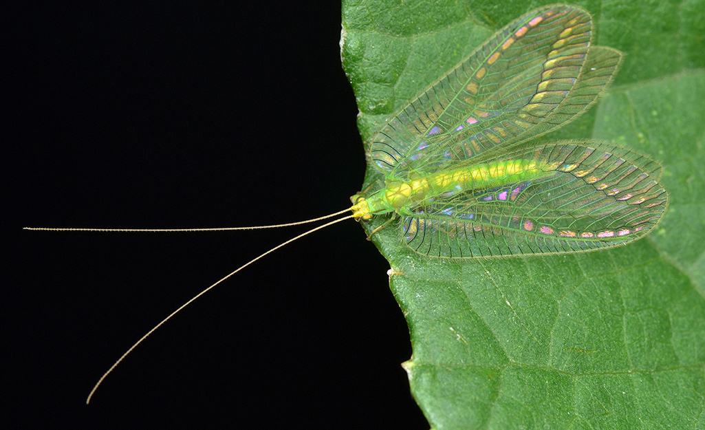 A lacewing sits at the edge of a green leaf.