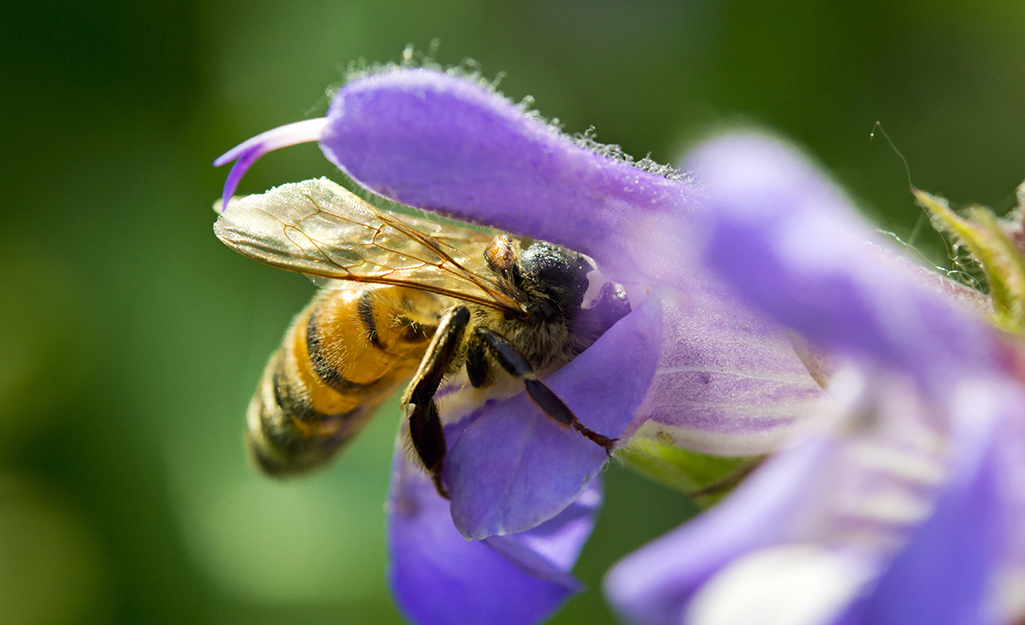 A native bee on a purple flower petal.