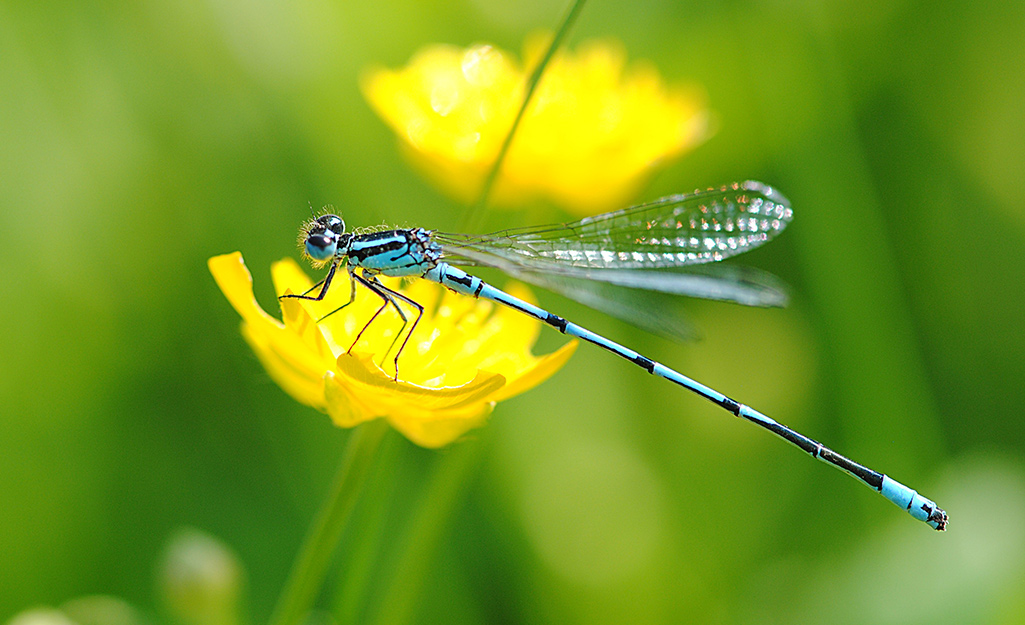 A dragonfly stands on a yellow flower.