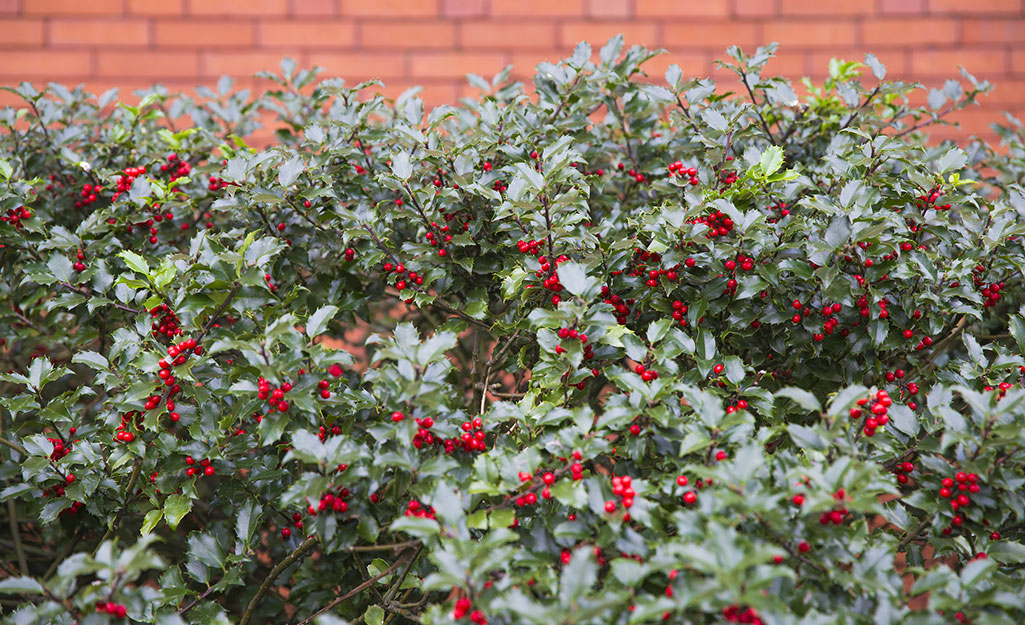 Holly shrub in landscape Holly shrub in landscape