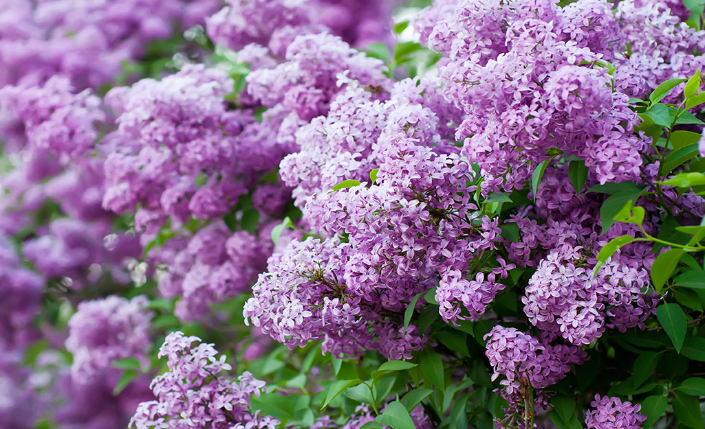 Purple lilacs in bloom Purple lilacs in bloom