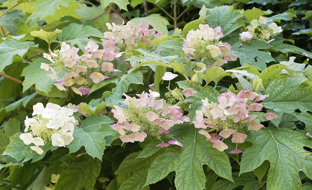 Oakleaf hydrangeas in bloom Oakleaf hydrangeas in bloom