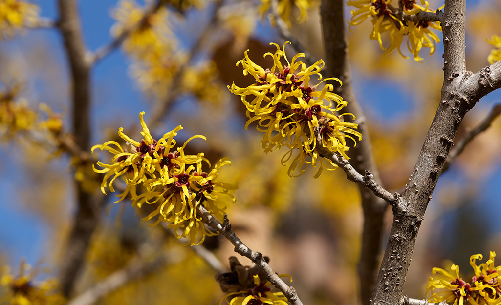 Witch hazel in bloom Witch hazel in bloom