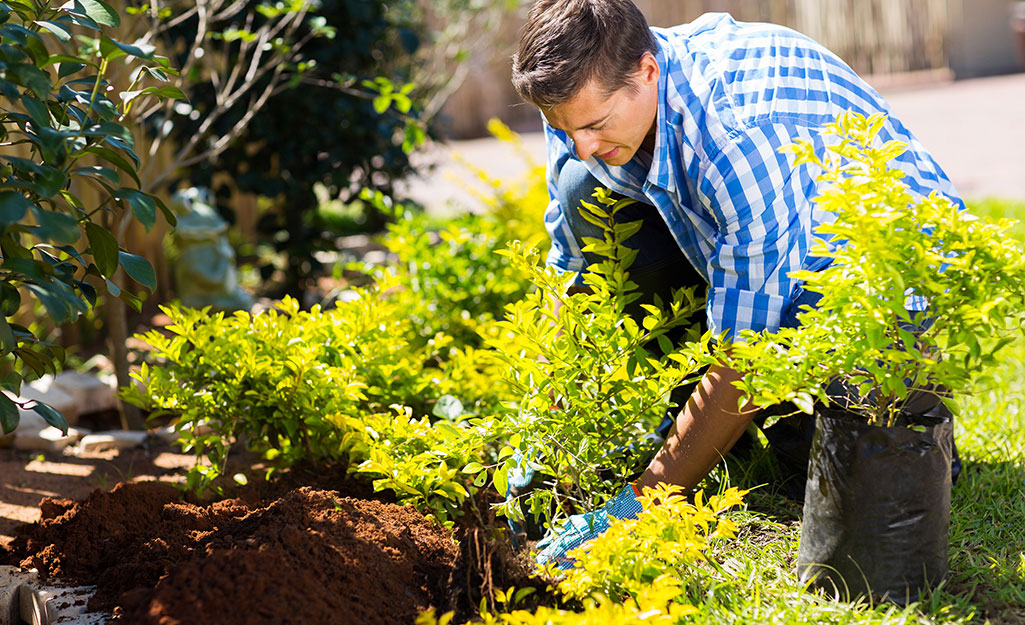 Gardener planting shrubs in the landscape Gardener planting shrubs in the landscape