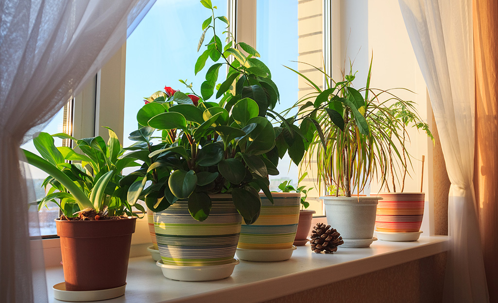 A group of houseplants in colorful pots near a window.