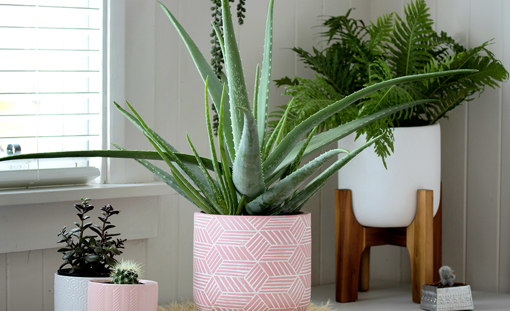 Aloe plant in a container with two other houseplants