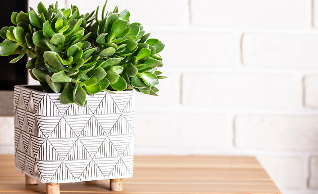 5 Easy Indoor Plants You Can't Kill - The Home Depot