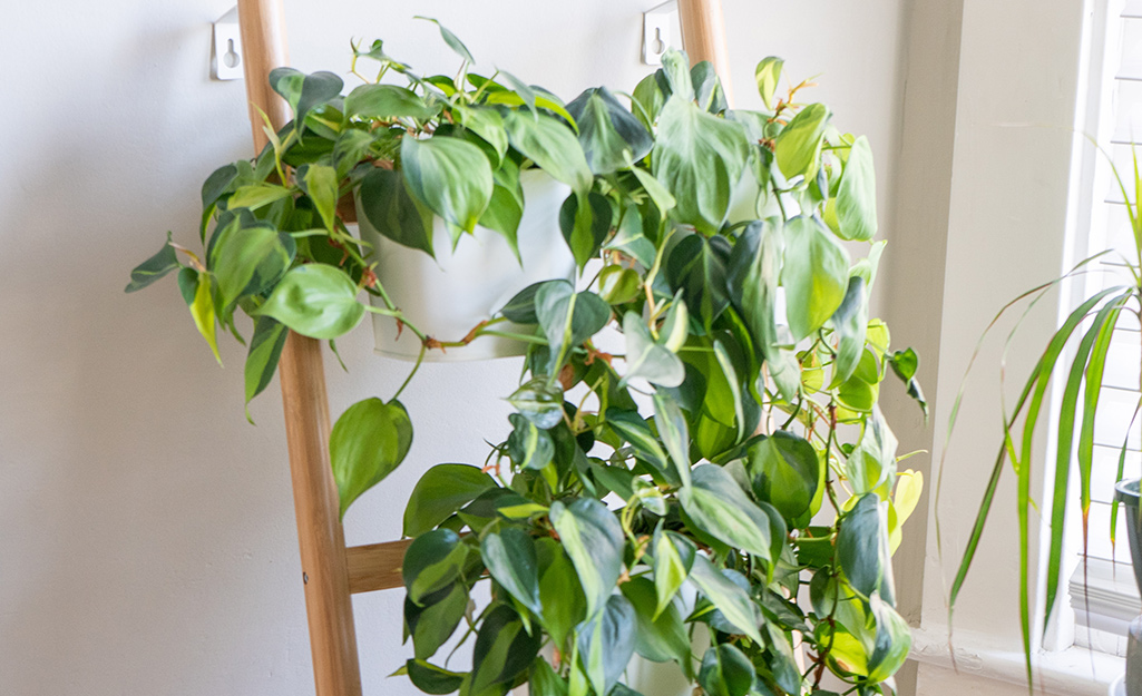 A philodendron in a planter on a vertical display