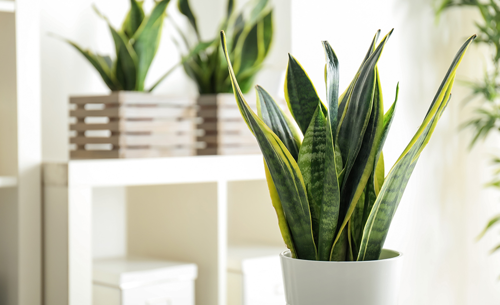 Sansevieria in a white container