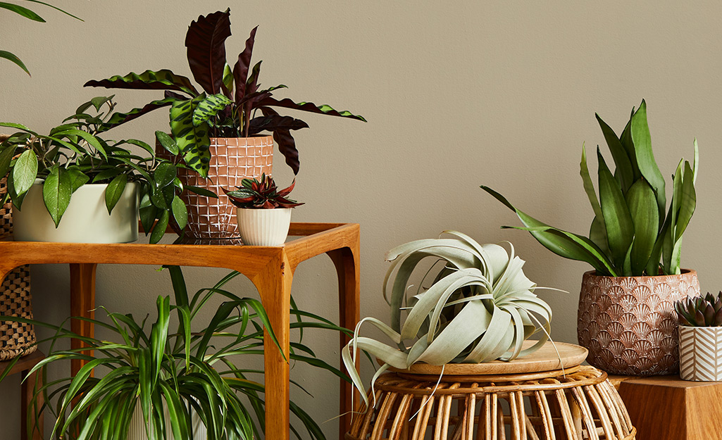 5 Easy Indoor Plants You Can't Kill - The Home Depot