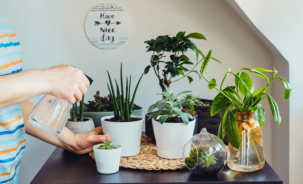 5 Easy Indoor Plants You Can't Kill - The Home Depot