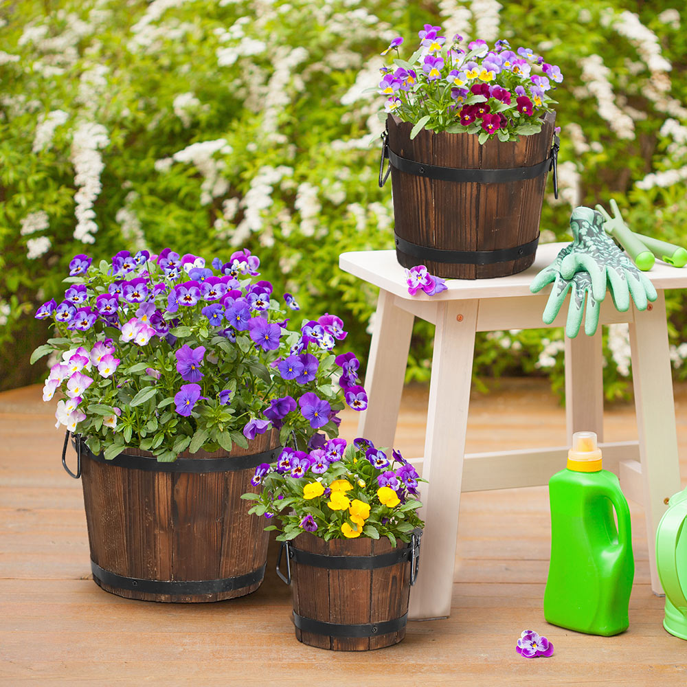 Flowers planted in wooden containers. 