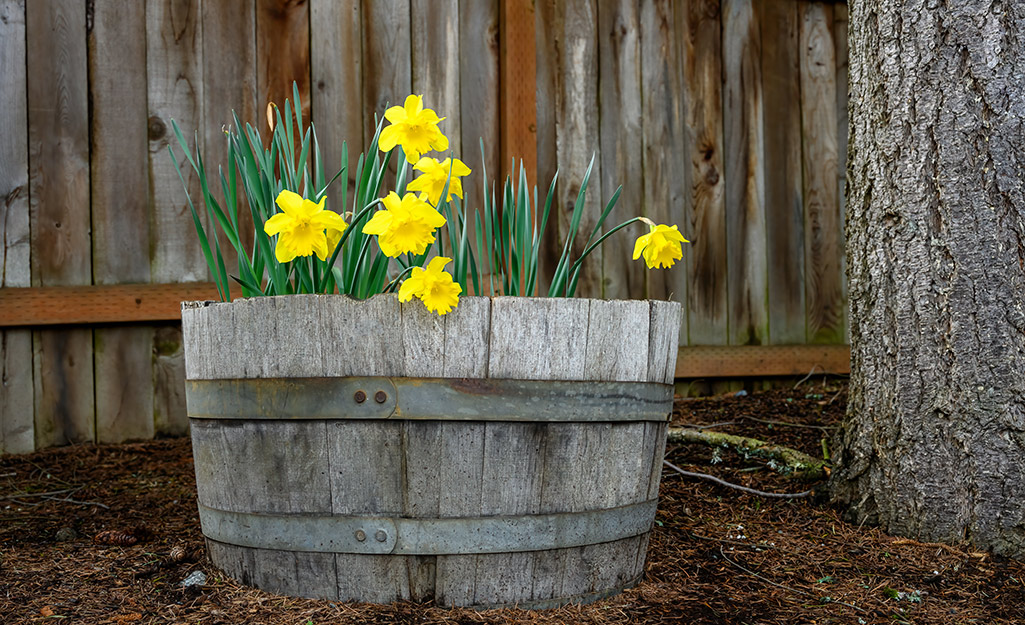 Yellow flowers blooming inside a whiskey barrel container.