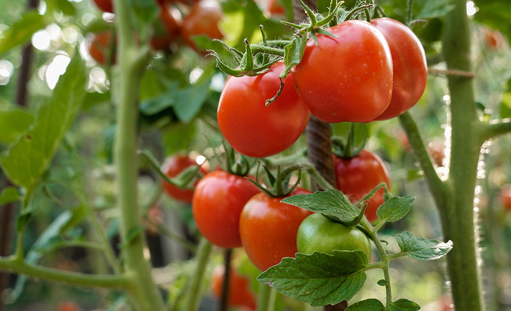 Tomatoes on a vine.