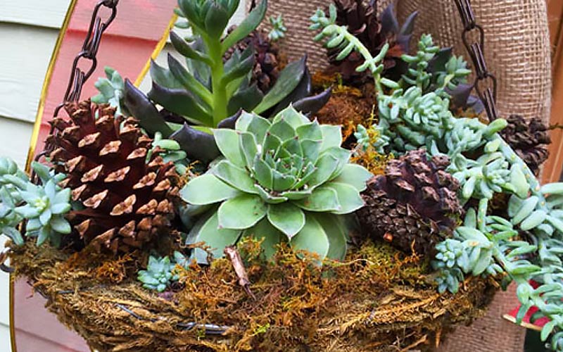 Festive Succulent Basket Festive Succulent Basket