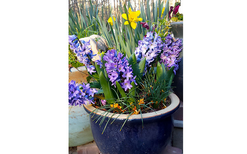 Layer Bulbs for Spring Blooms Layer Bulbs for Spring Blooms