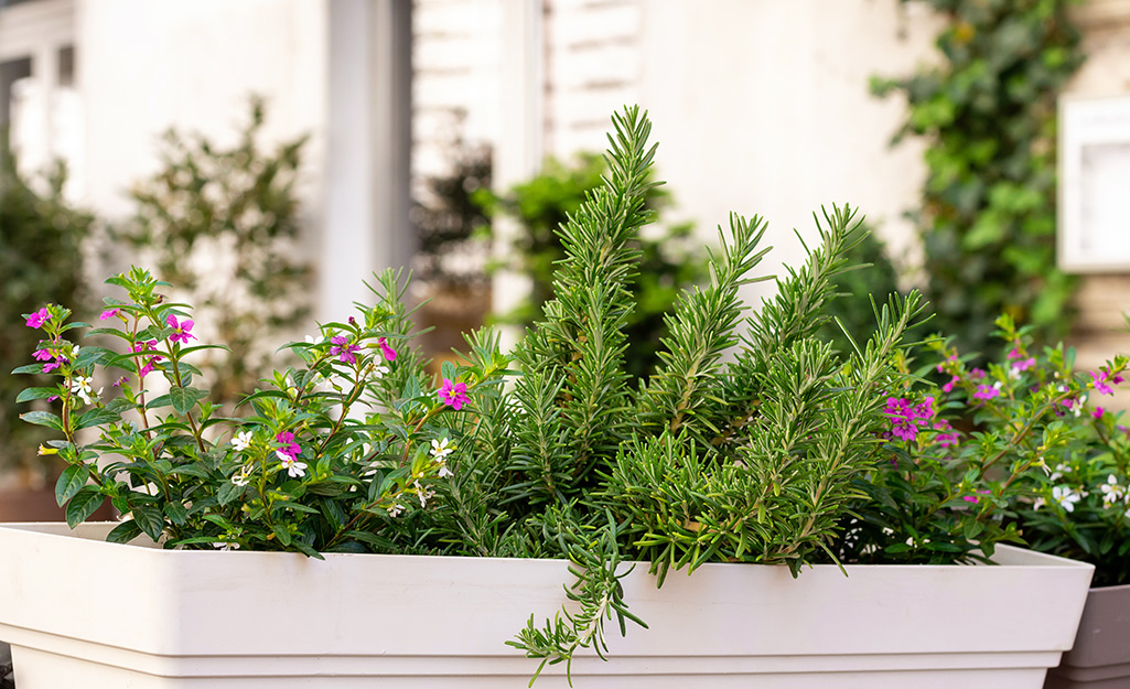 Rosemary and Elfin Herb plants displayed in a planter.