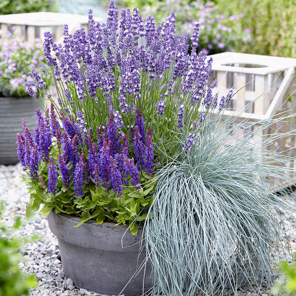 Lavender blooms inside a container garden.