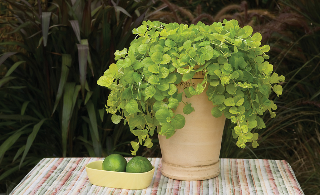 Creeping Jenny planted in a container.