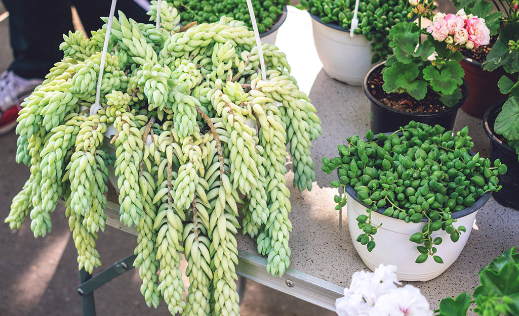 Burro's tail succulents planted in containers.