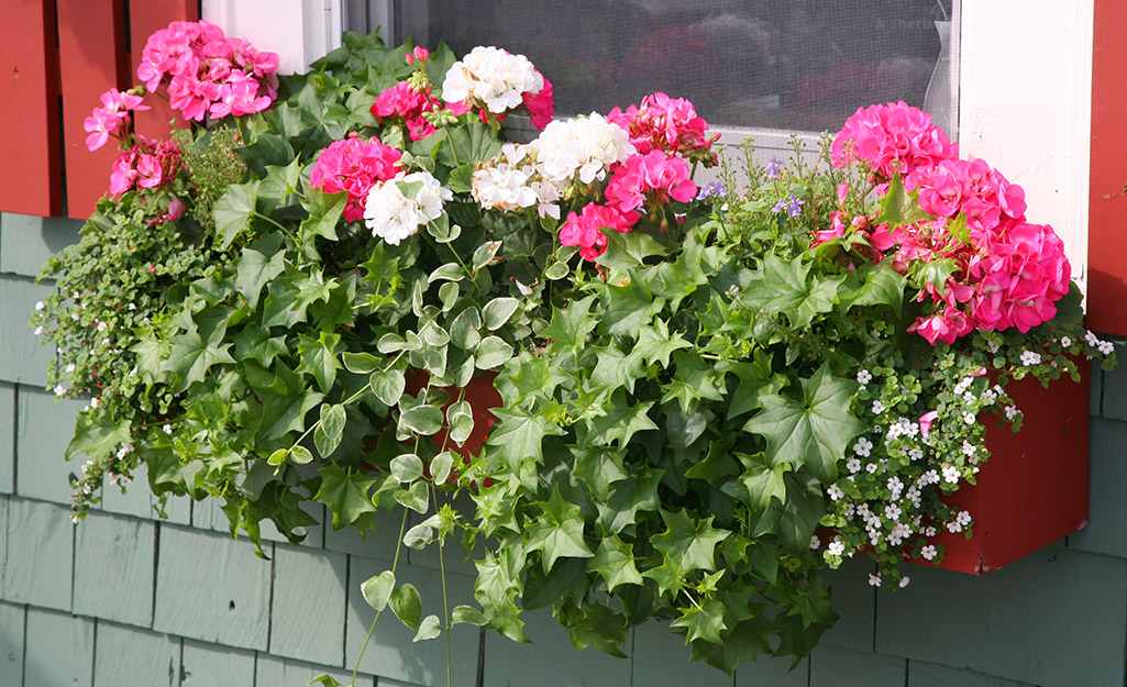 Ivy grows in a window box.