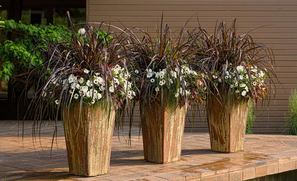 Supertunia bloom in three containers. 